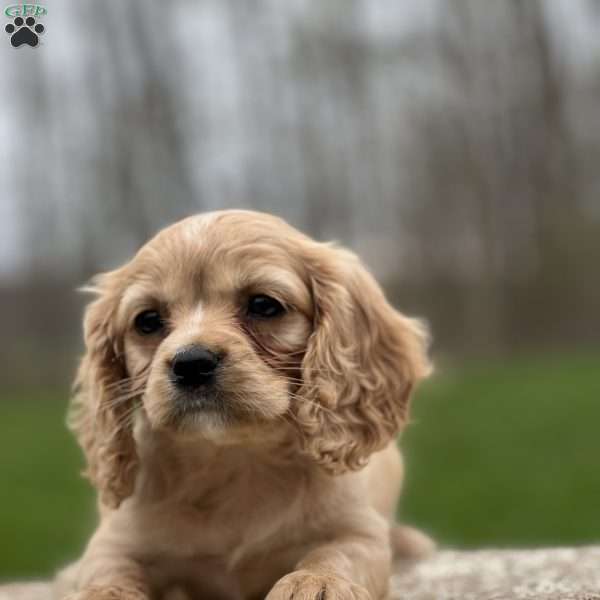 Hershey, Cavapoo Puppy